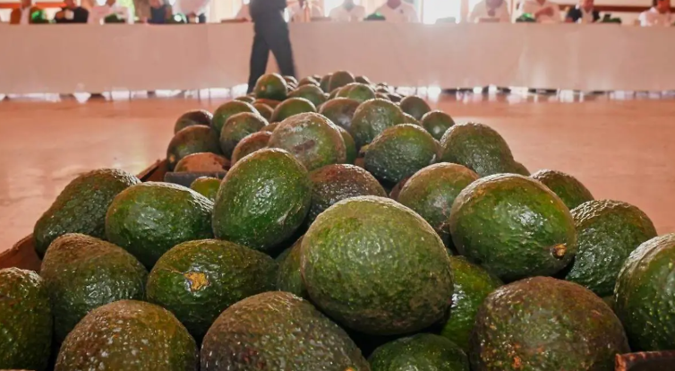 Suspensión de exportaciones de aguacate a EU tuvo impacto mínimo: gobernador de Michoacán